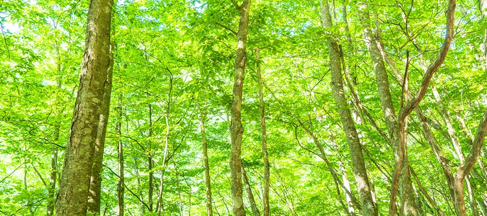 森林のチカラで気仙を元気に