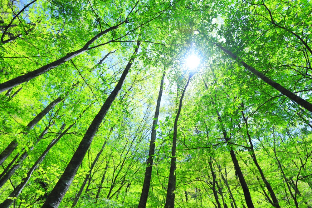 気仙地方の林業