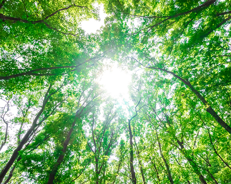 気仙杉と気仙大工